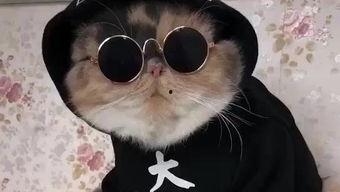 吃瓜娱乐的喵哥是谁啊图片,吃瓜娱乐界的神秘喵星人